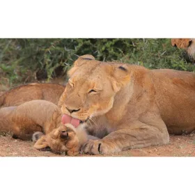 Állatok és kicsinyeik diafilm