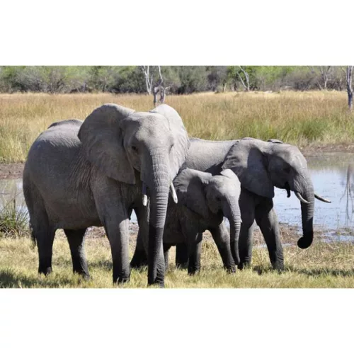 Állatok és kicsinyeik diafilm