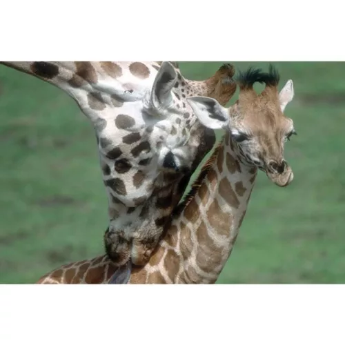 Állatok és kicsinyeik diafilm