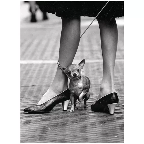 Clementoni Life Magazine Collection 39634 Chihuahua puzzle (1000 db)