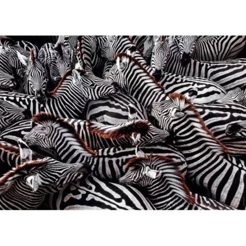 Clementoni National Geographic Collection 39729 Compact puzzle – Zebrák (1000 db)