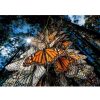 Clementoni 39732 National Geographic Compact puzzle - Milliónyi pillangó (1000 db)