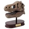 BUKI Dinó felfedező készlet - Tyrannosaurus koponya