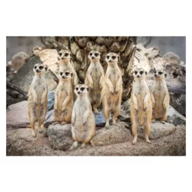 3D mágnes szurikáták hűtőmágnes (9 x 7 cm)