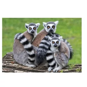 3D mágnes gyűrűsfarkú maki (9x7 cm)