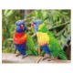 3D mágnes lóri papagájok (9x7 cm)