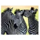 3D hűtőmágnes zebrák – 9 x 7 cm