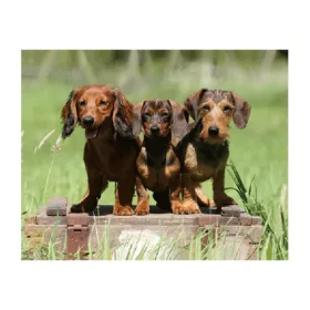 3D Tacskók hűtőmágnes – 9 x 7 cm