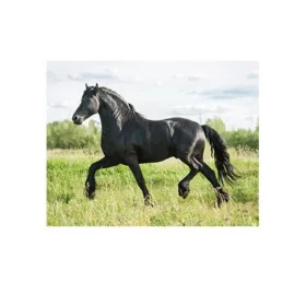 3D fekete ló hűtőmágnes