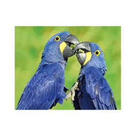 3D kék papagájok hűtőmágnes