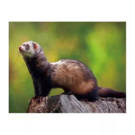 3D Vadászgörény hűtőmágnes