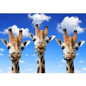 3D Zsiráfok hűtőmágnes