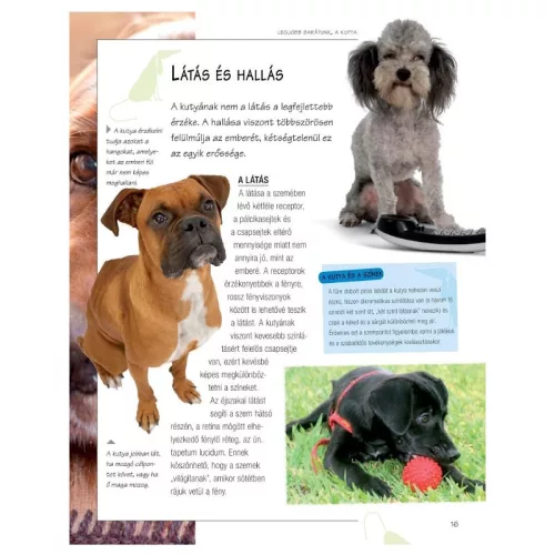 Legjobb barátunk, a kutya