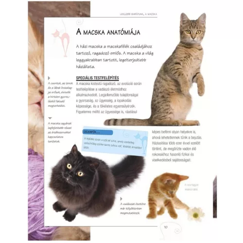 Legjobb barátunk, a macska