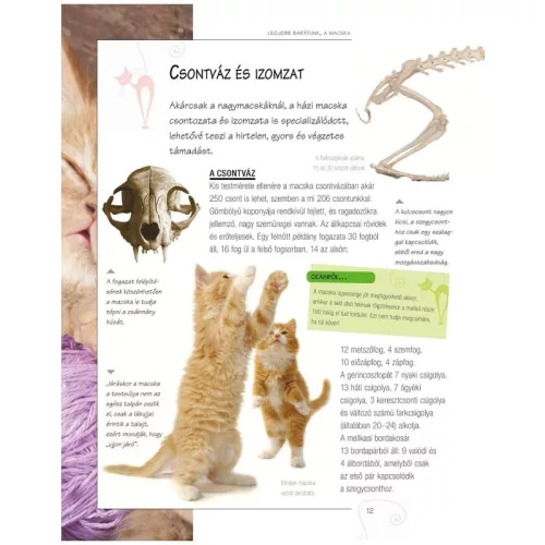 Legjobb barátunk, a macska