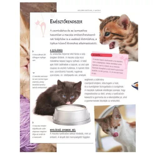 Legjobb barátunk, a macska