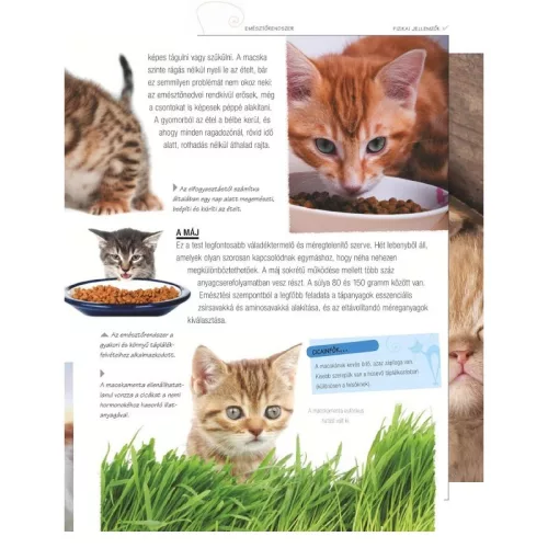 Legjobb barátunk, a macska