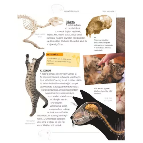 Legjobb barátunk, a macska