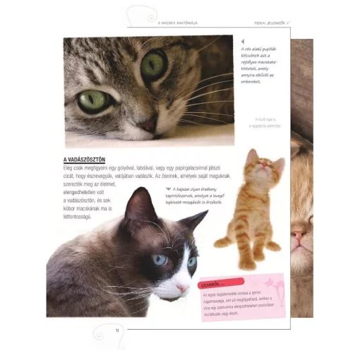 Legjobb barátunk, a macska