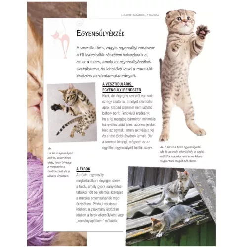 Legjobb barátunk, a macska