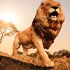 Schleich Wild Life 14974 Afrikai Oroszlán